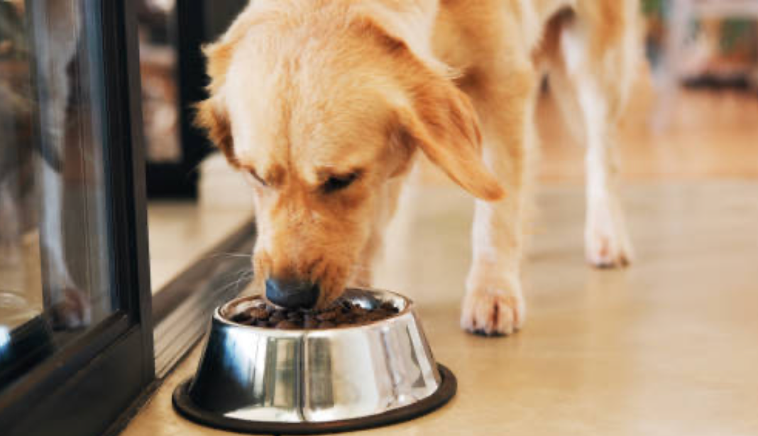 Grain Free Dry Dog Food Kibble