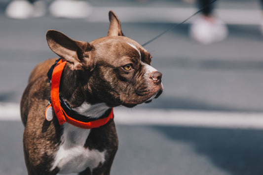THE-OFFICIAL-DOGGIE-GLOSSARY Ultimate Pet Foods