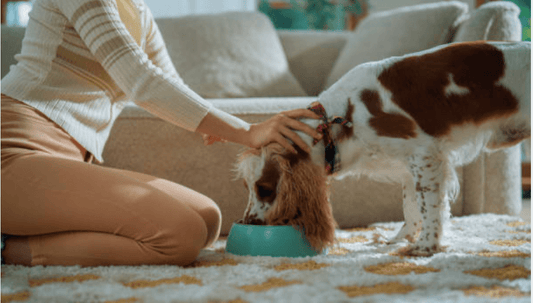 Dog-s-diet-and-care-routine-based-on-the-time-of-year Ultimate Pet Foods