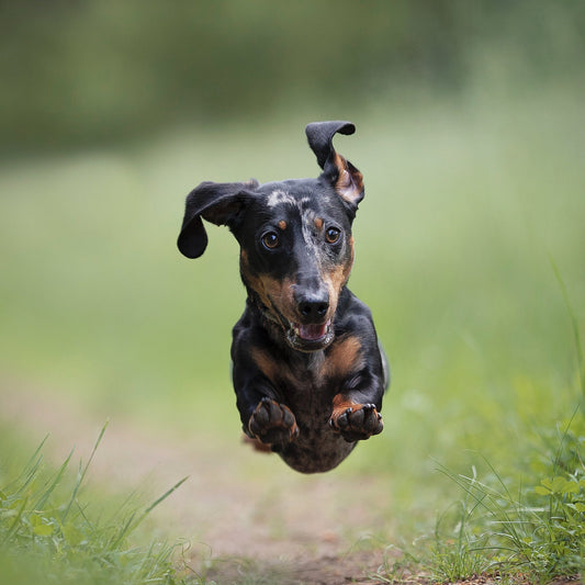 Truth Behind Grain Free Dog Food UK A Fascinating History Ultimate Pet Foods
