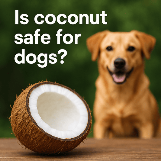 Image of Coconut, with a dog in the background - Is coconut safe for dogs