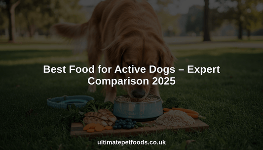 best food for active dogs hero header image