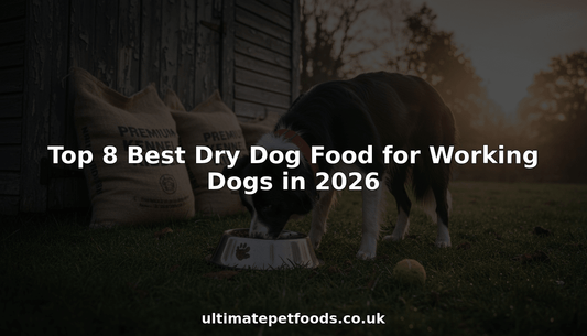 Working Border Collie eating dry food by shed
