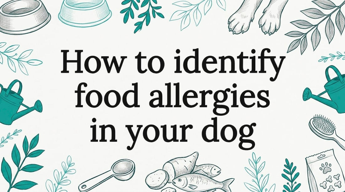 Hand-drawn dog allergy blog title card illustration