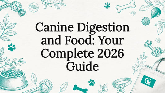 Decorative title card framing for canine digestion guide