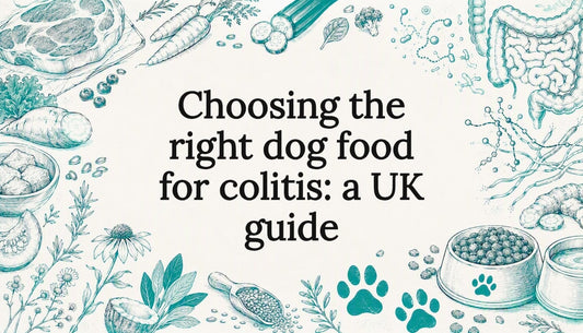 Decorative title card illustration for dog food and colitis article