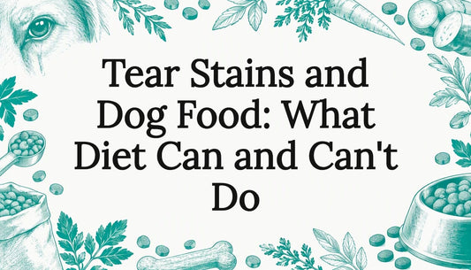 Sketch of a dog eye and food bowl
