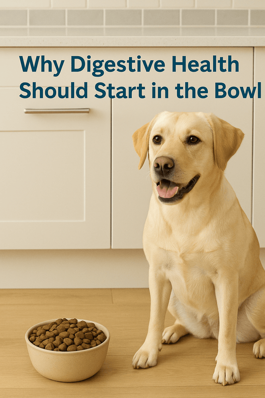 Dog's Digestive Health