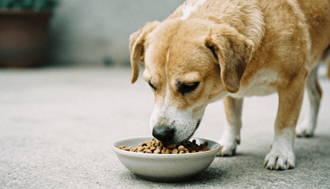 Dog calmly eating dry dog food from a bowl, illustrating protein digestibility and digestive comfort
