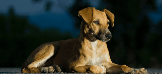 Hydrolysed Dog Food image