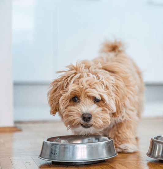Common Ingredients in Hydrolysed Dog Food