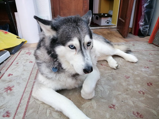 Helping Mia Feel like herself again -Digestive Care Dog Food from Ultimate Pet Foods