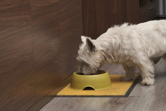 Healthy Dog Foods-Peptides-in-Dog-Food-Unlocking-Next-Level-Dog-Food-Nutrition Ultimate Pet Foods