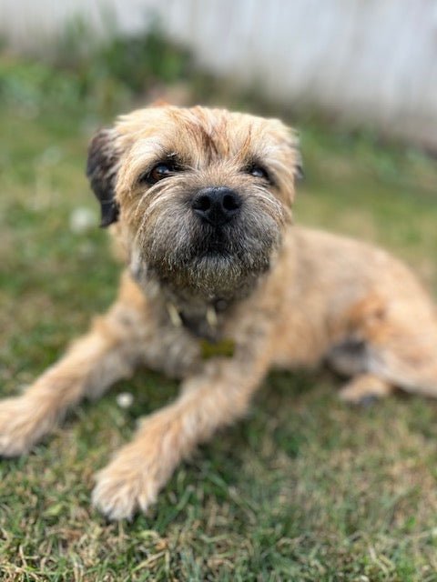 Hydrolysed Digestive Care Dog Food - Case Study
