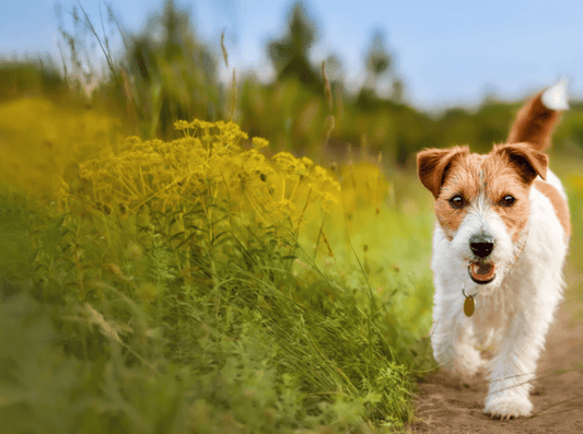 Transition Your Dog to Hydrolysed Dog Food