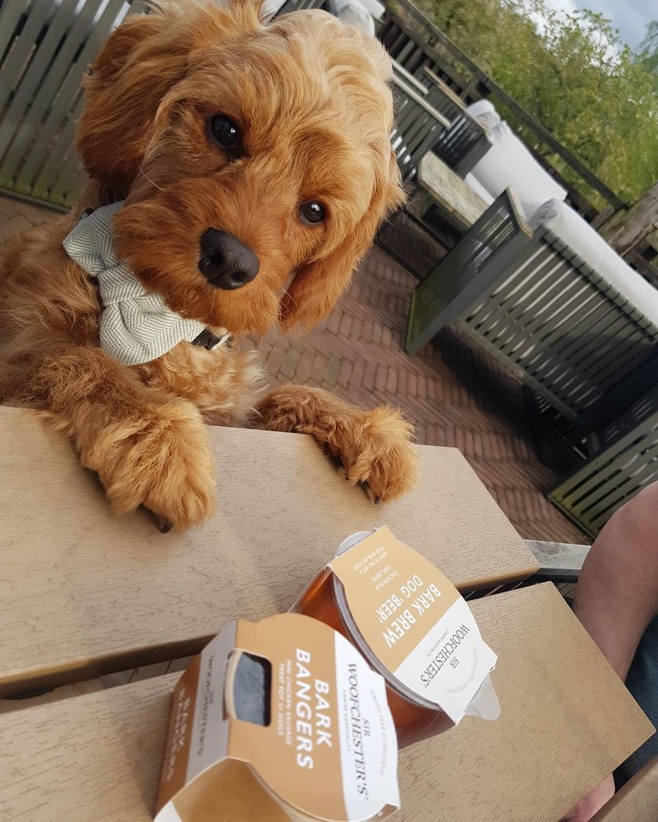 Dog enjoying Sir Woofchester's Bark Brew