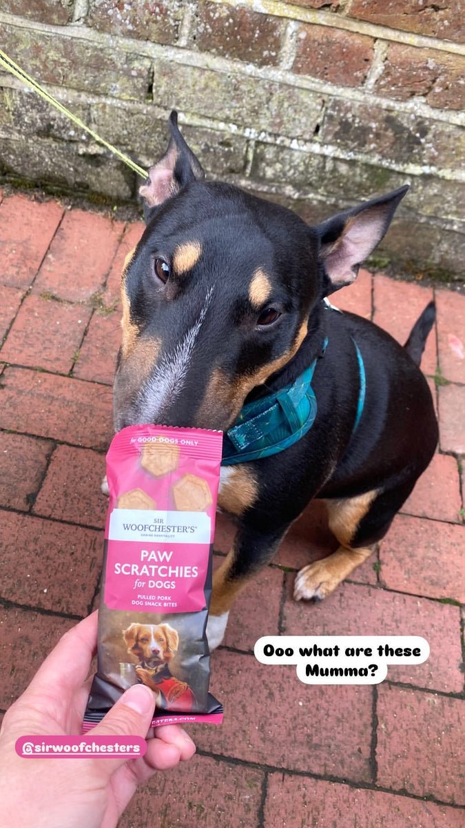 Dog enjoying Sir Woofchester's Paw Scratchies snack bites