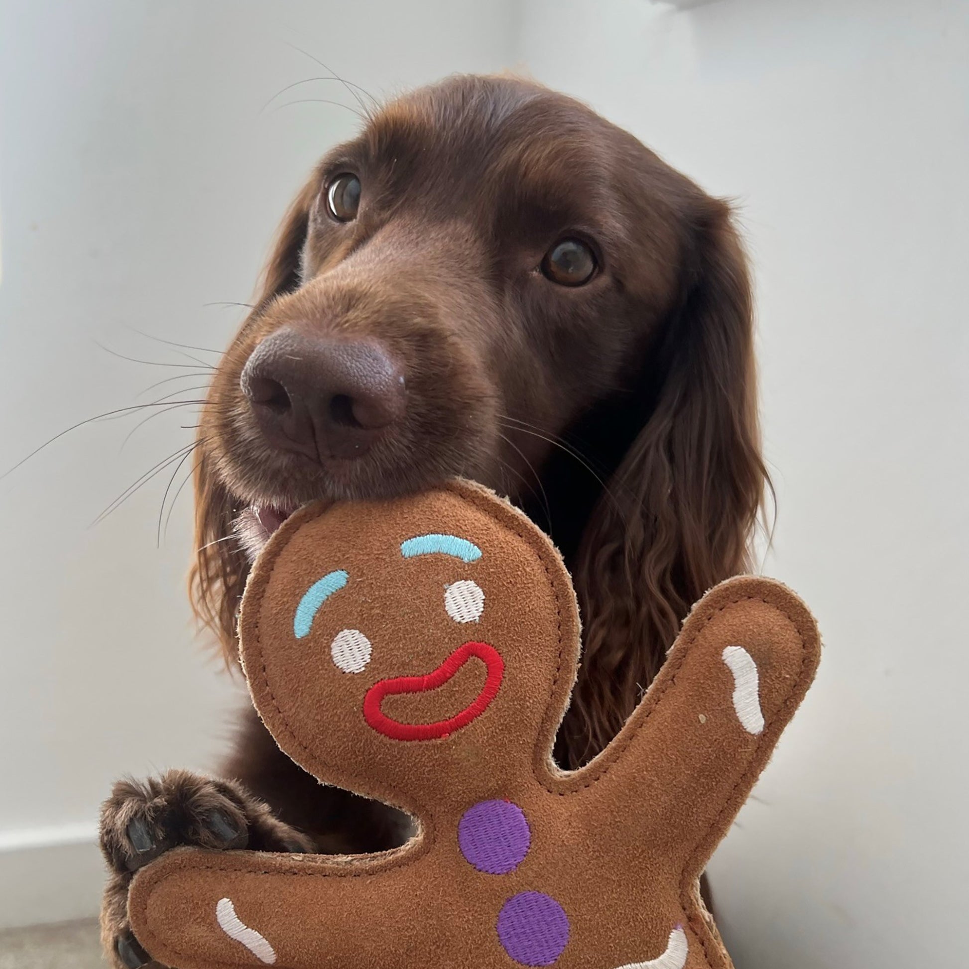 Dog with Jean Genie Gingerbread toy