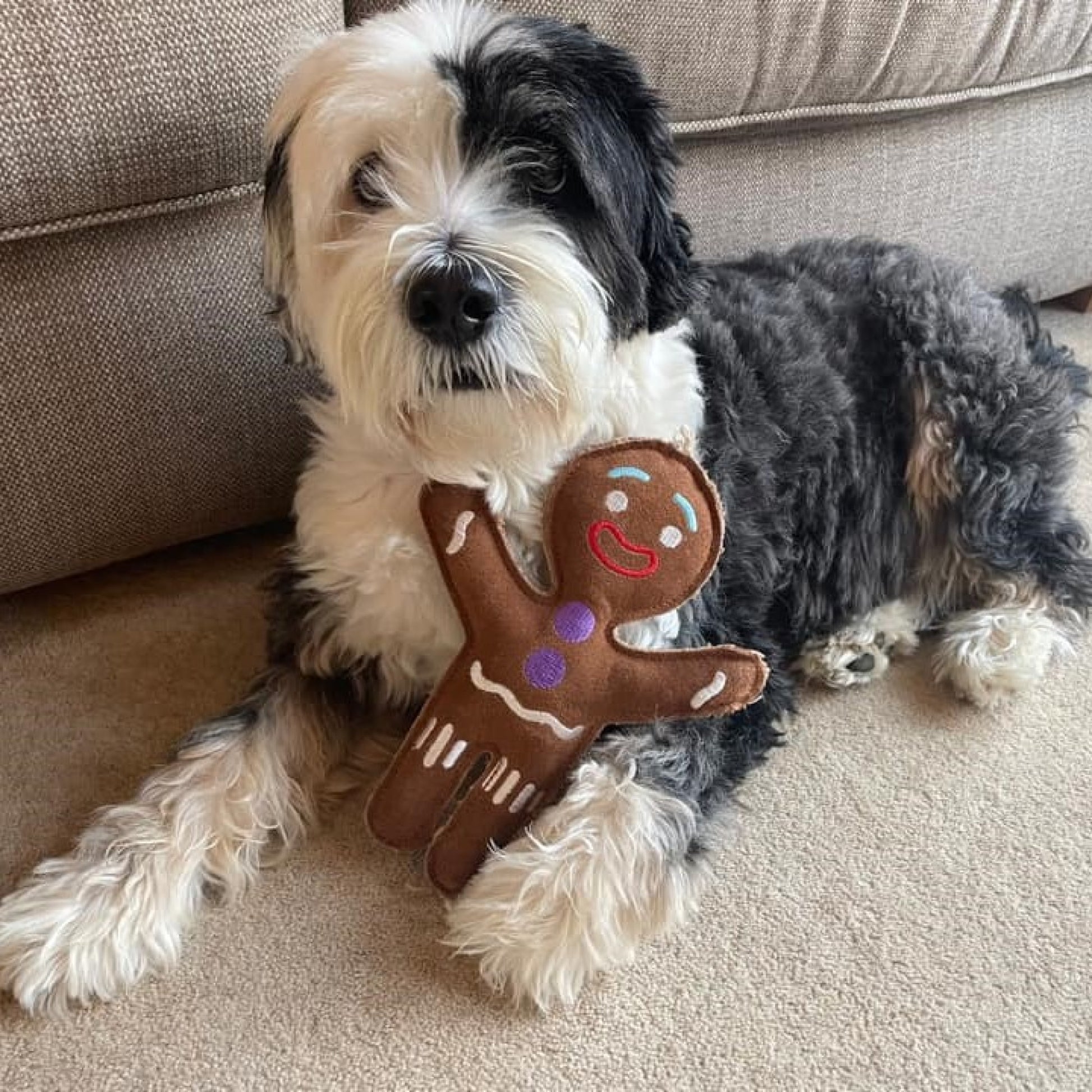 Dog playing with Jean Genie eco toy