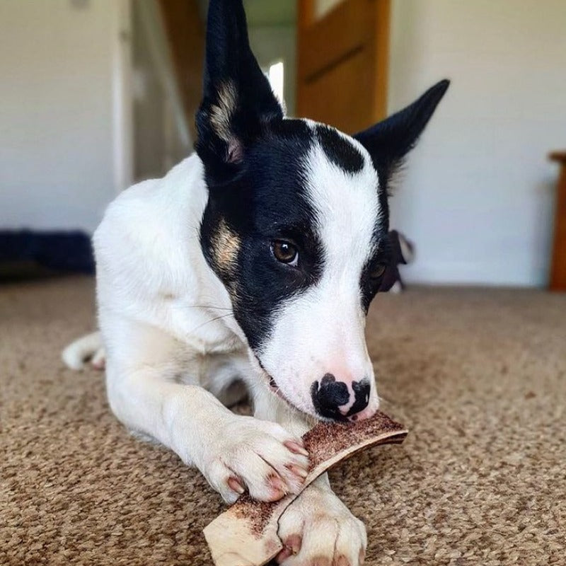 Dog enjoying Easy Antler Chew