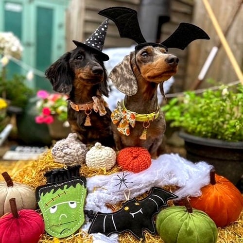 Dogs playing with Green & Wilds Count Batula toy