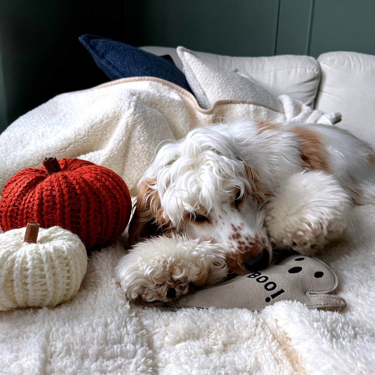 Dog playing with Green & Wilds Boo Hoo Ghost toy