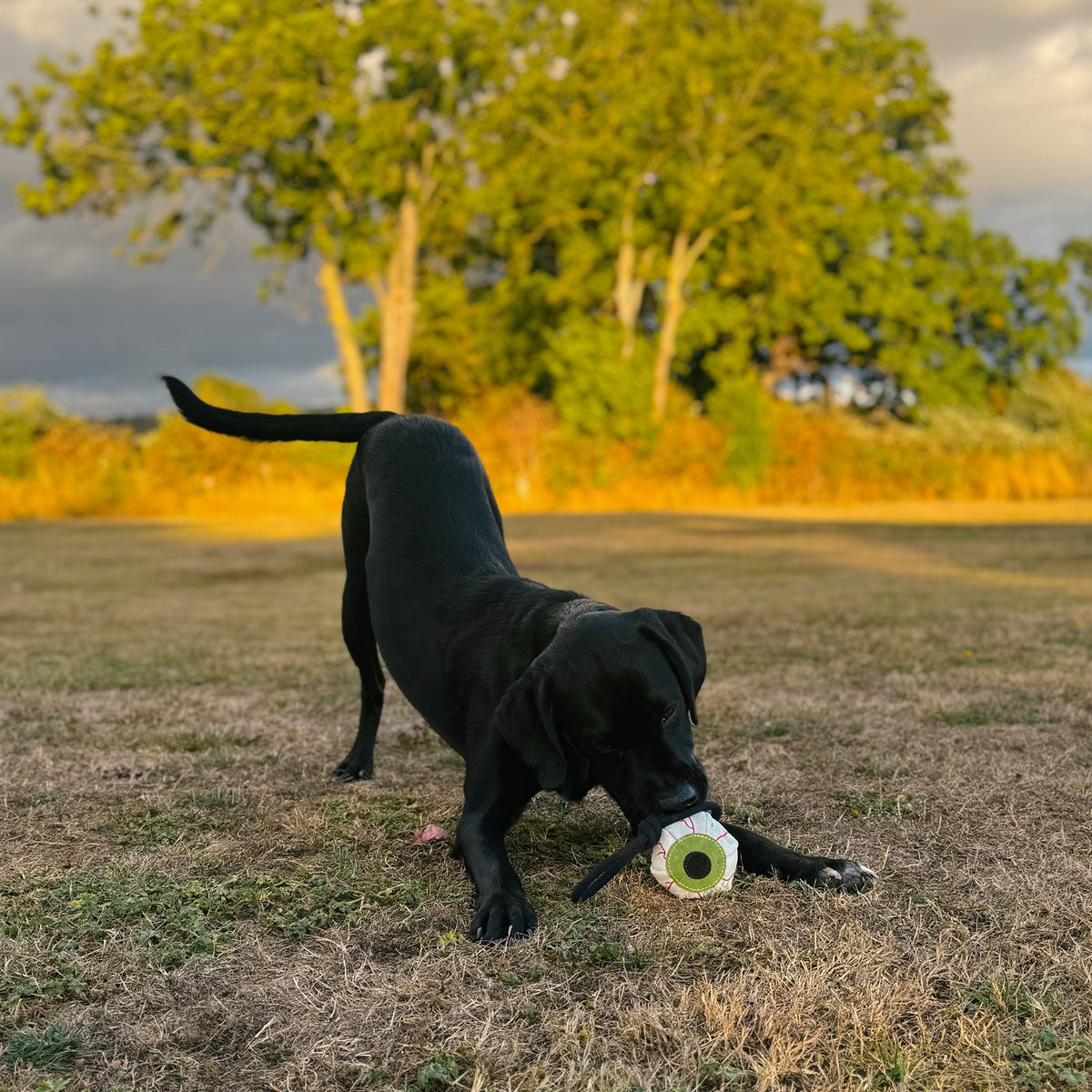 Dog playing with Green & Wilds Eye-m Watching You toy