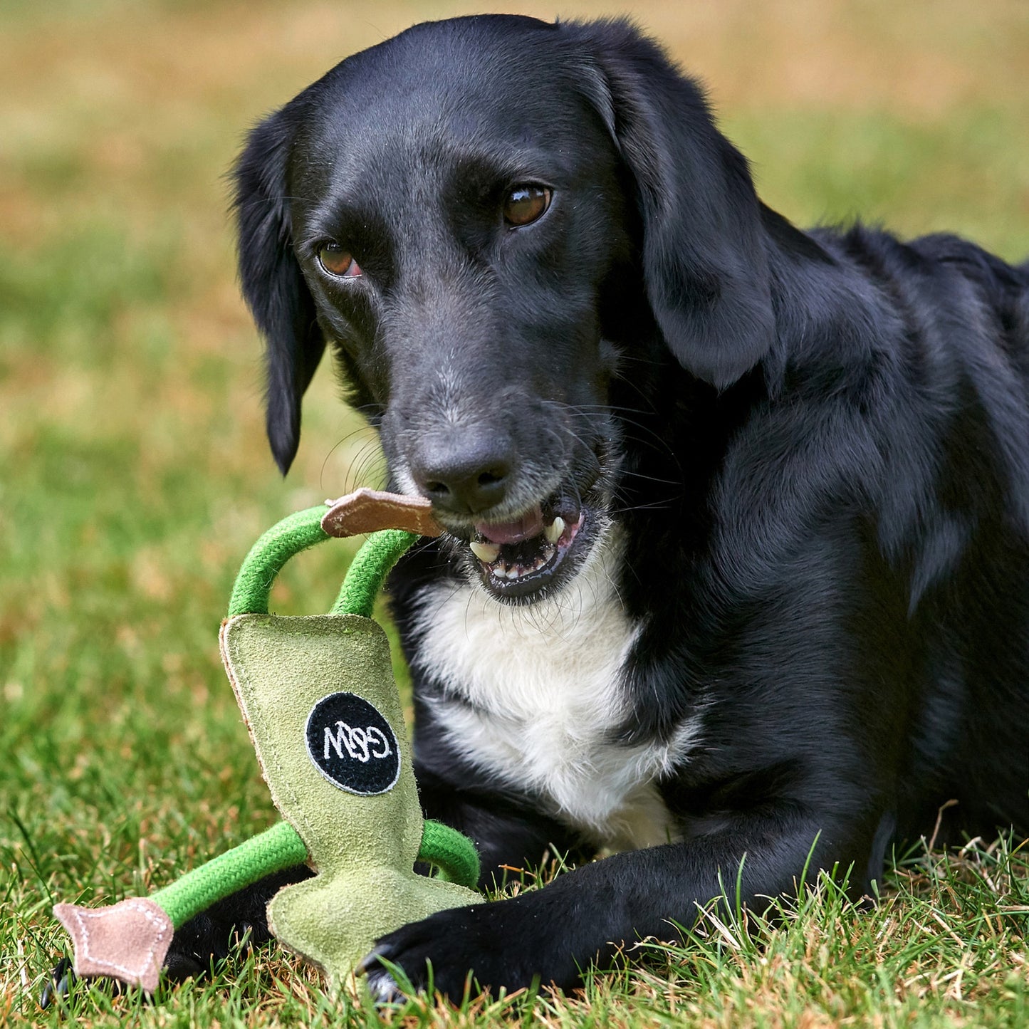 Dog playing with Francois Le Frog eco toy