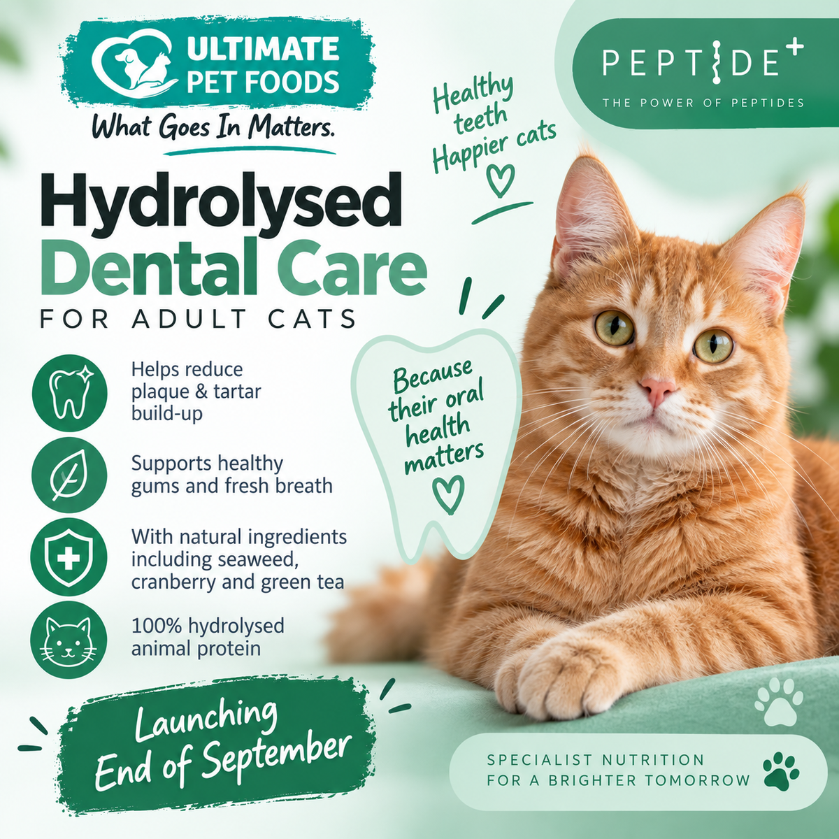 Hydrolysed Dental Care Cat Food for Adult Cats - Reduces Plaque & Tartar - Grain Free - Ultimate Pet Foods