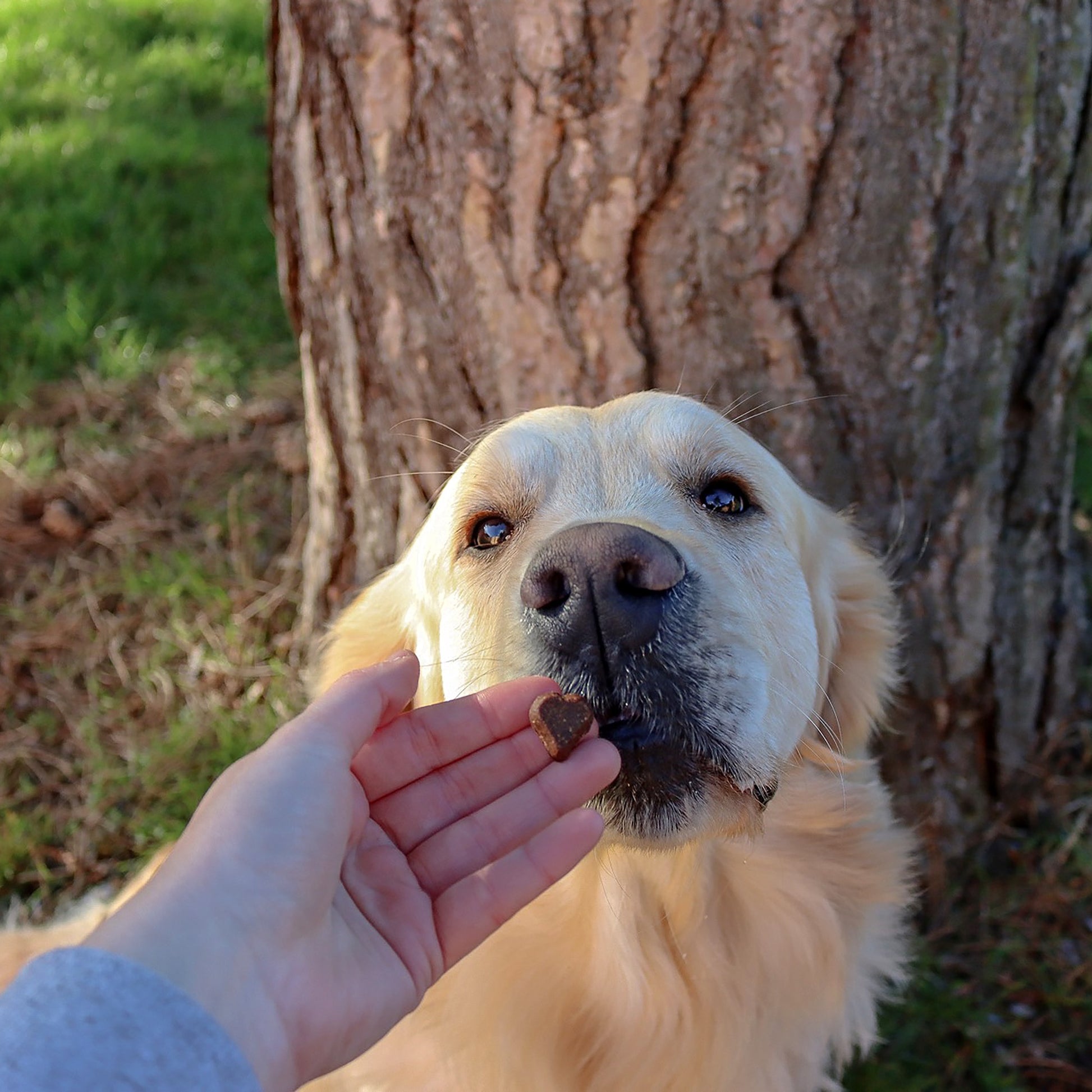 Dog enjoying Green and Wilds Luv Hearts treats