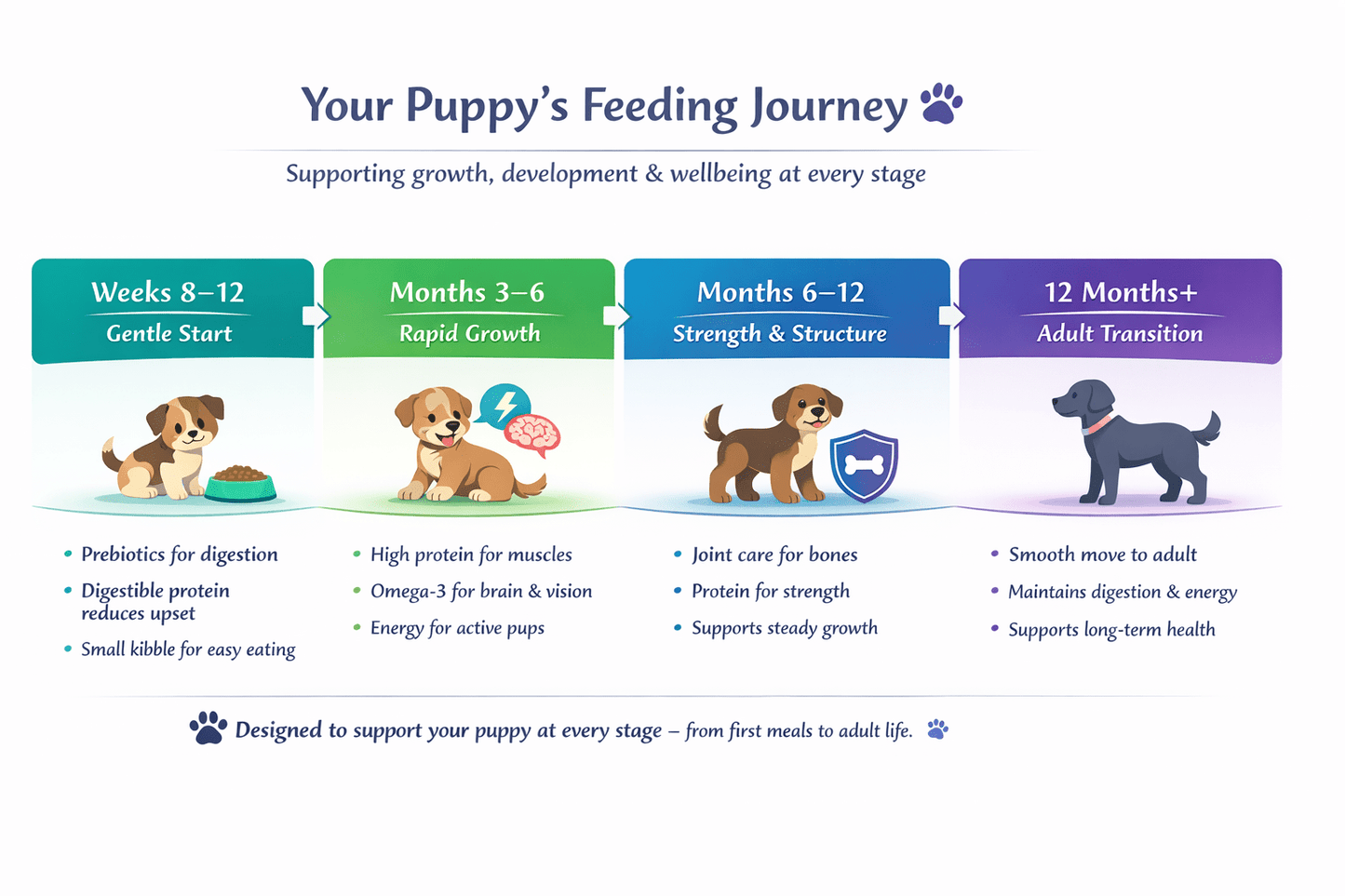 Infographic explaining the stages of growth from a puppy to adult dog, month by month
