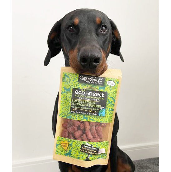 Dog with Eco Insect Bakes