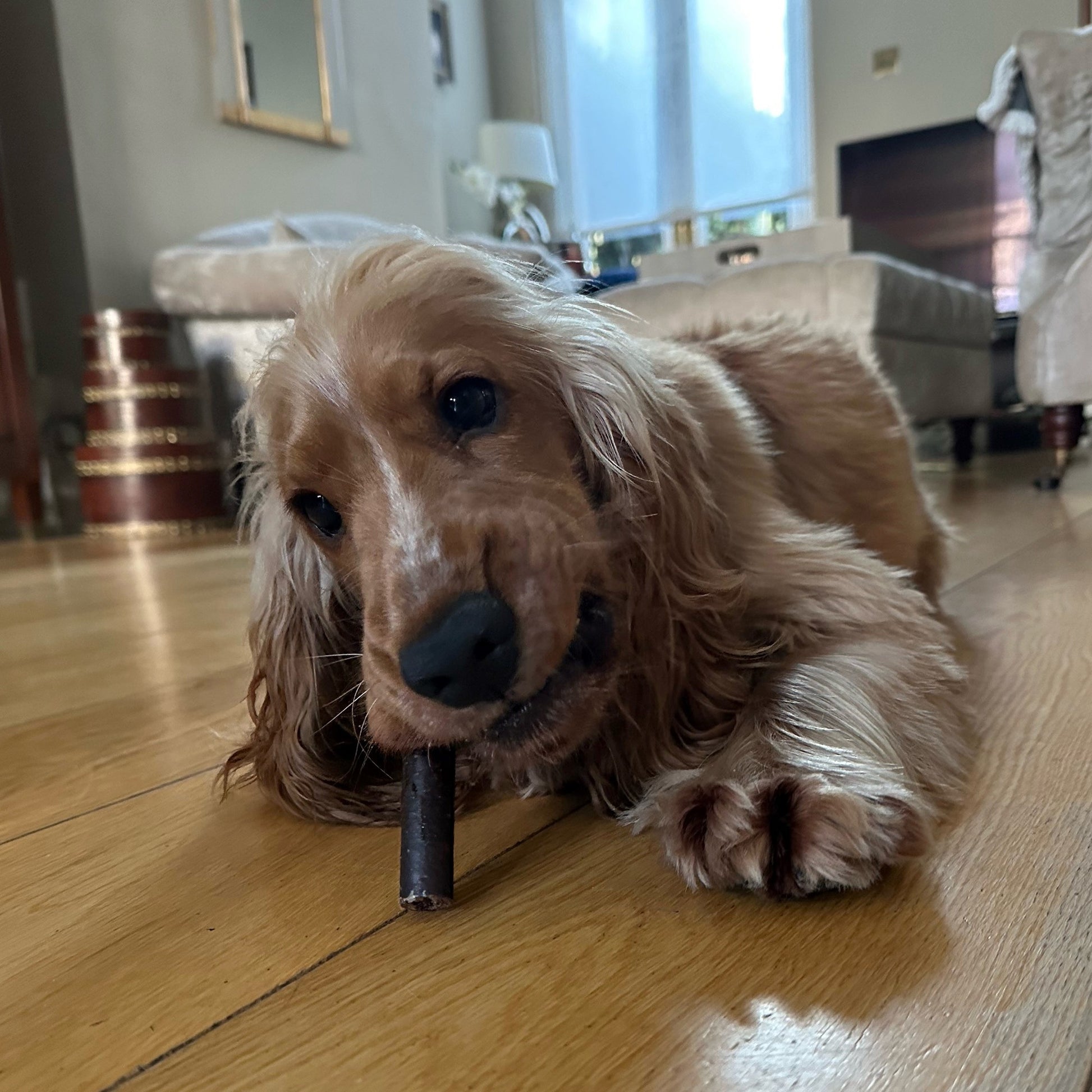 Spaniel enjoying a Venison Stick
