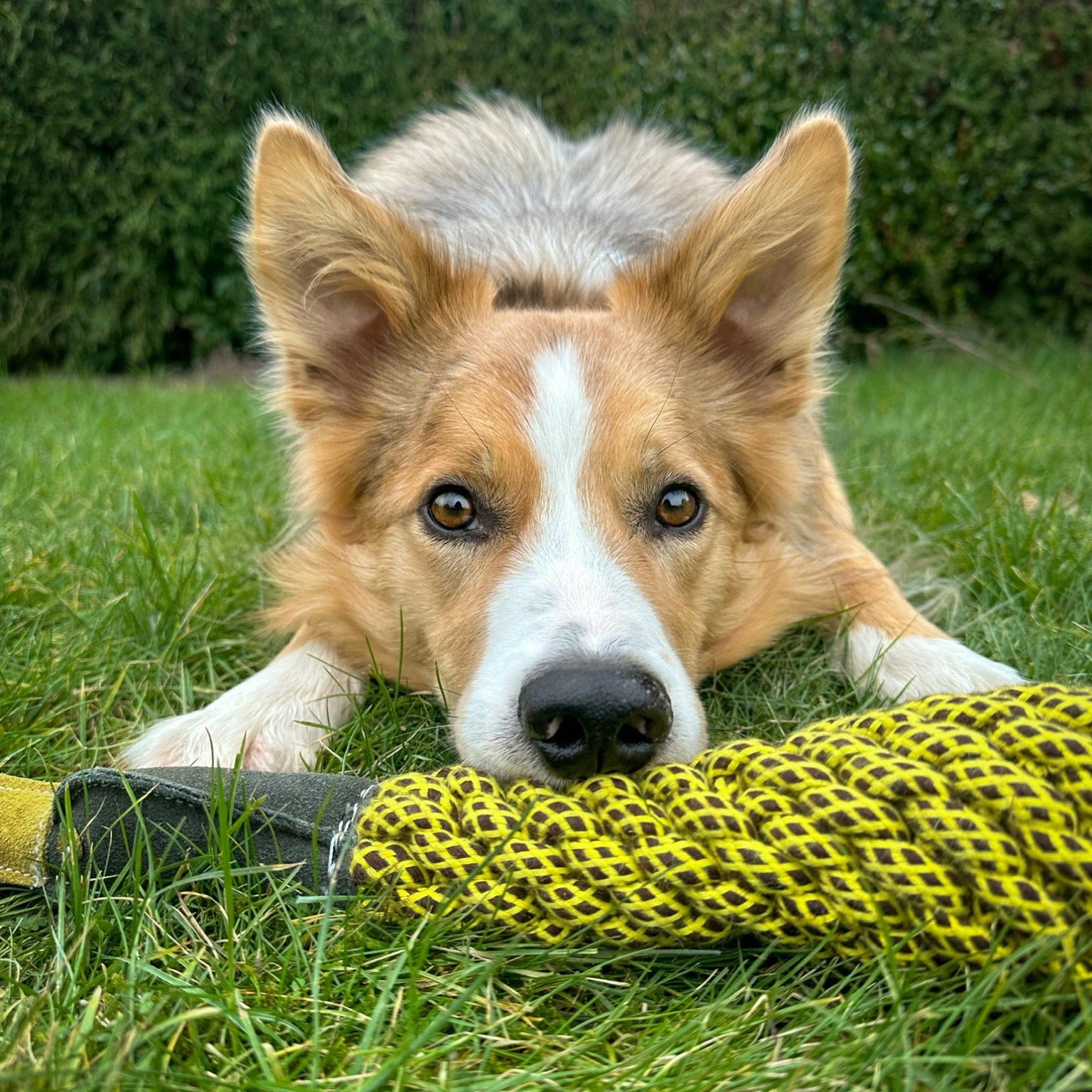 Dog playing with Delilah the Duckess eco toy