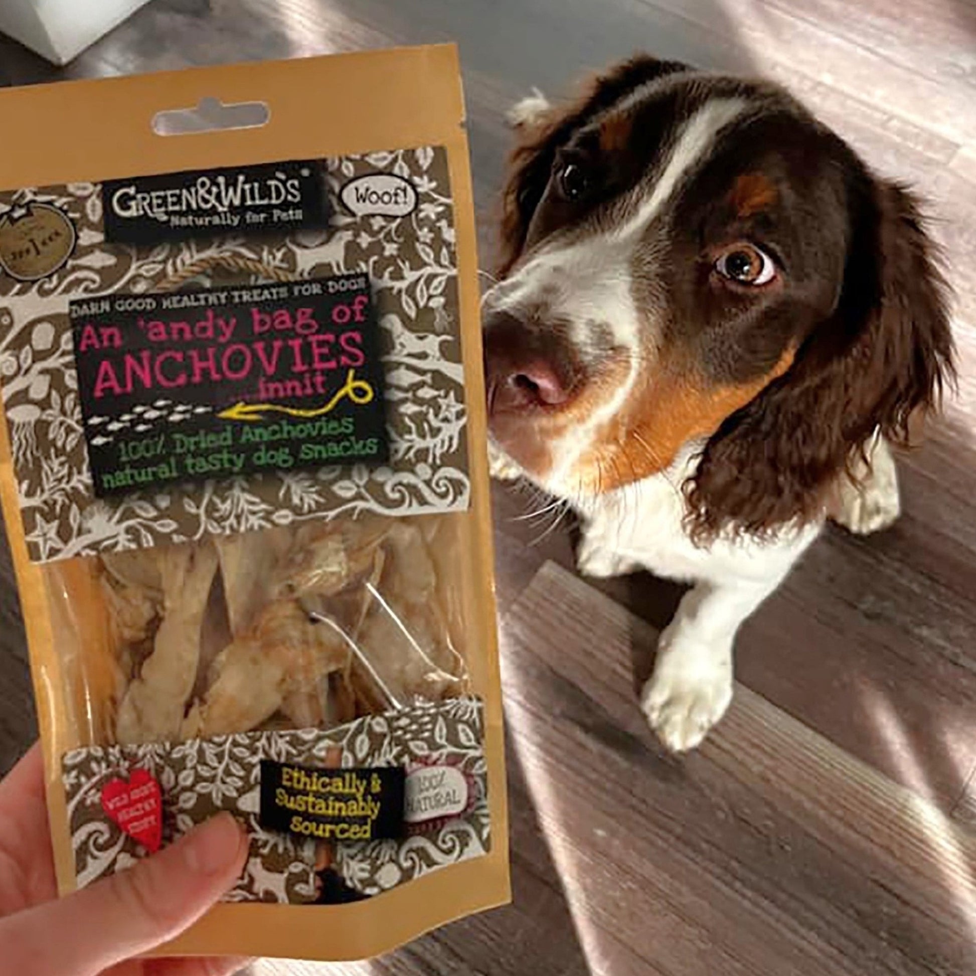 Dog enjoying Green and Wilds anchovies treat