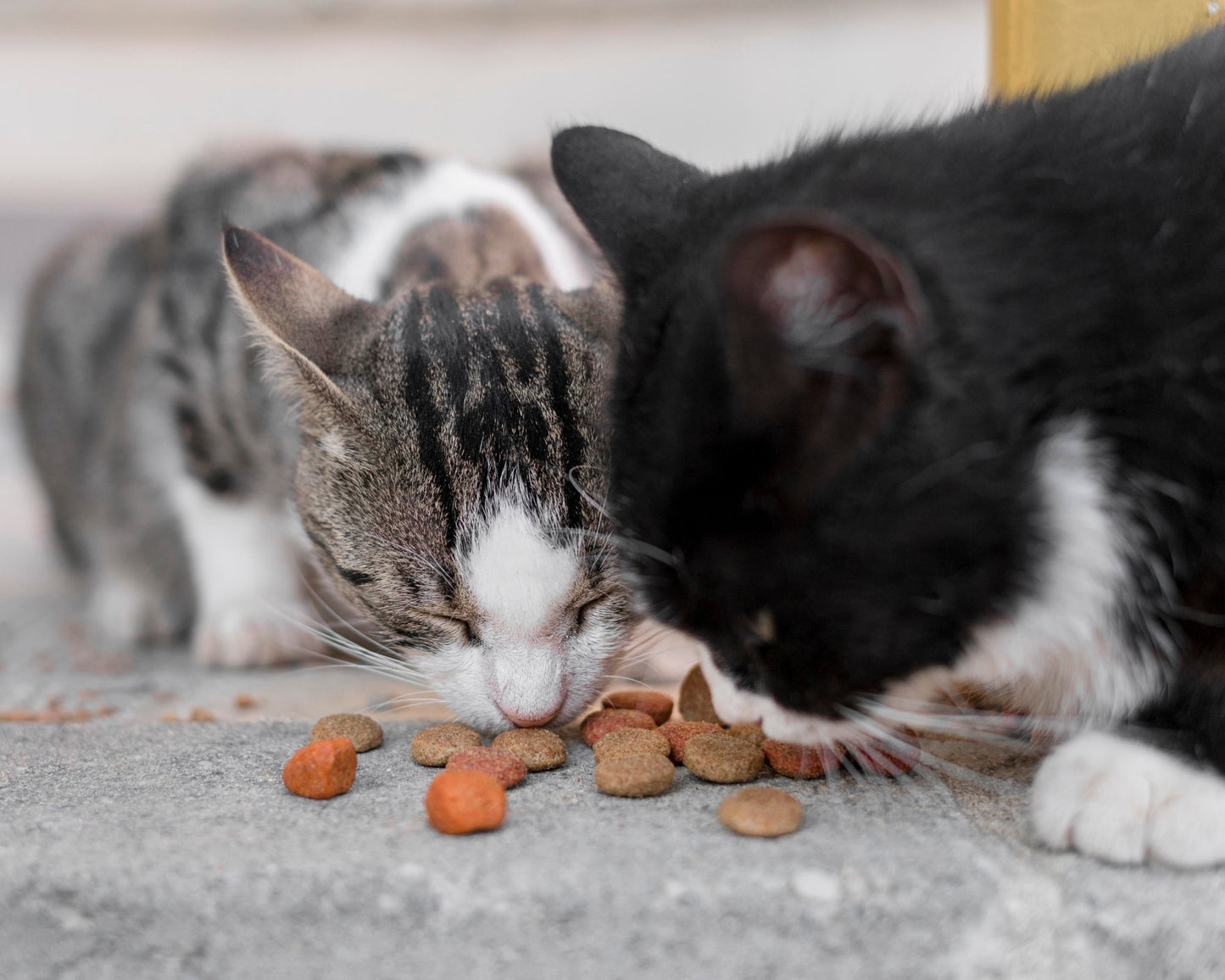 Gastrointestinal Digestive Care For Cats