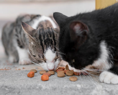 cats eating our Digestive care Dry Cat Food