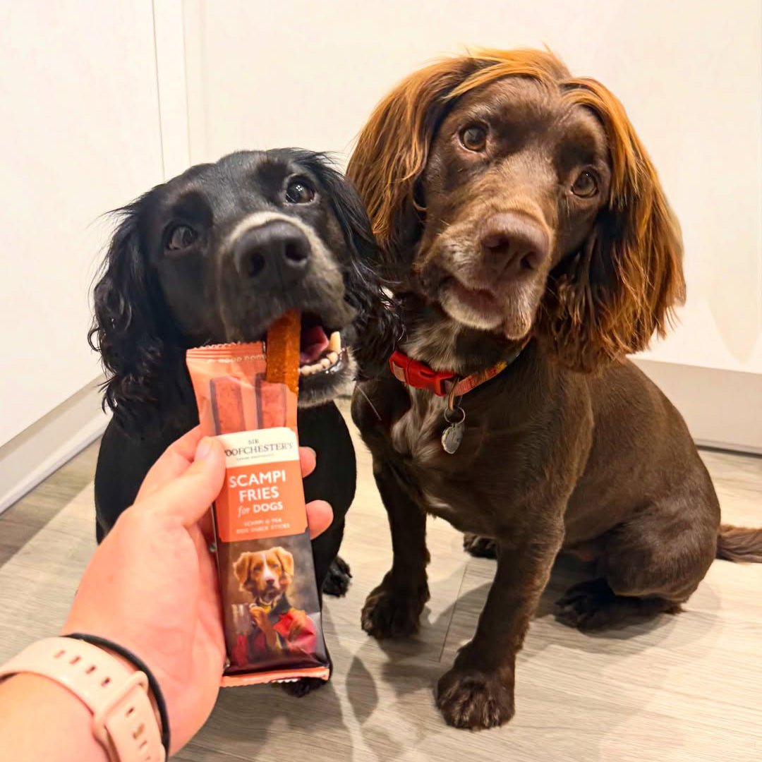 Dog enjoying Sir Woofchester's Scampi Fries snack sticks