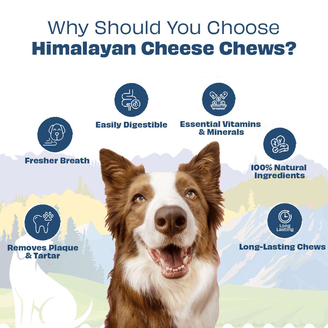 Pawfect Himalayan Chew Bar flavours close up