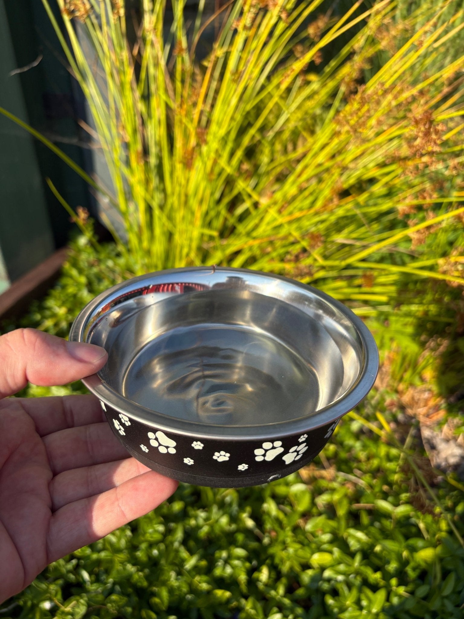 Fresh bowl of drinking water for dogs at Ted's Table, Ffos Caerffili