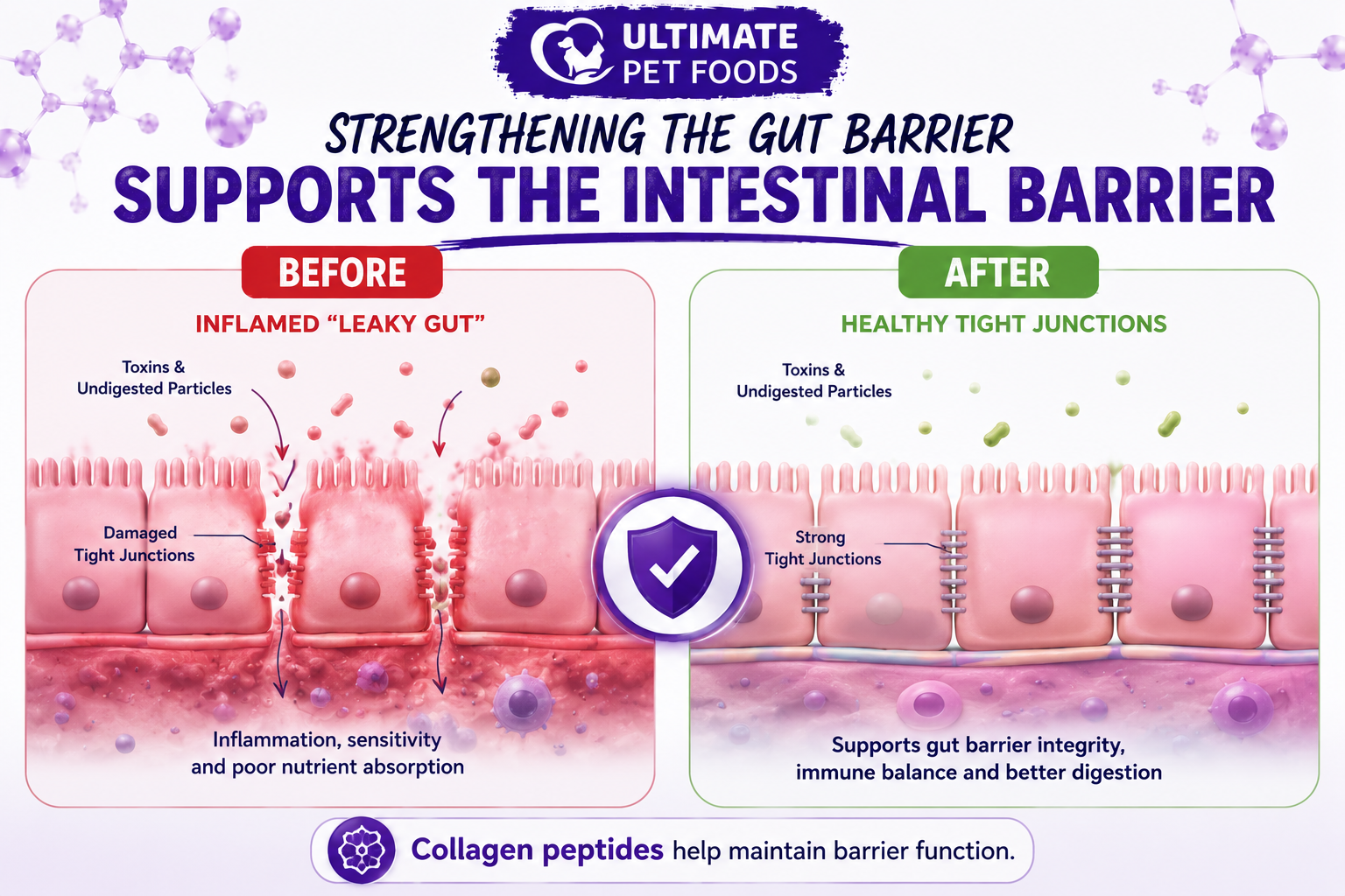Before and after: collagen peptides in Ultimate Pet Foods Digestive Care help maintain healthy intestinal tight junctions and prevent leaky gut — supporting gut barrier integrity and better digestion