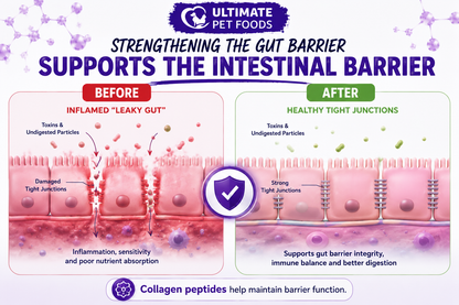 Before and after: collagen peptides in Ultimate Pet Foods Digestive Care help maintain healthy intestinal tight junctions and prevent leaky gut — supporting gut barrier integrity and better digestion