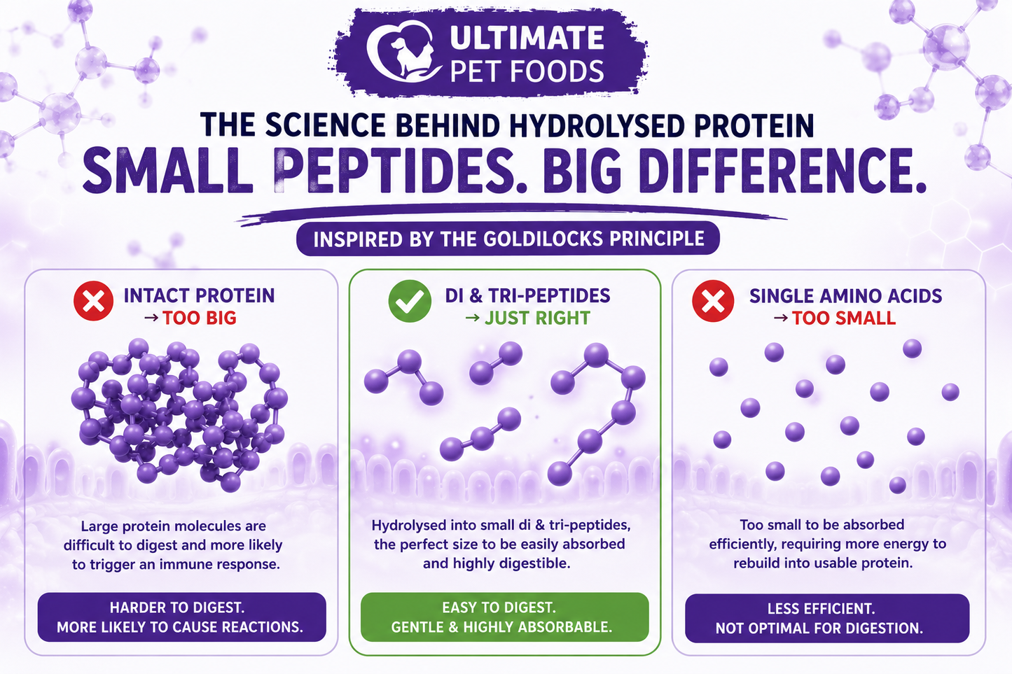 The Goldilocks Principle — hydrolysed di and tri-peptides are just right for maximum digestive absorption: smaller than intact protein but larger than single amino acids for optimal uptake