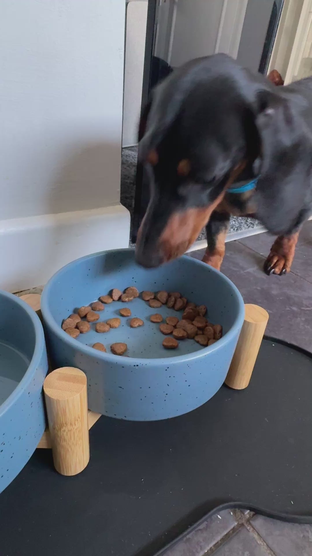 Bog finishing his bowl of ultimate pet foods, grain free