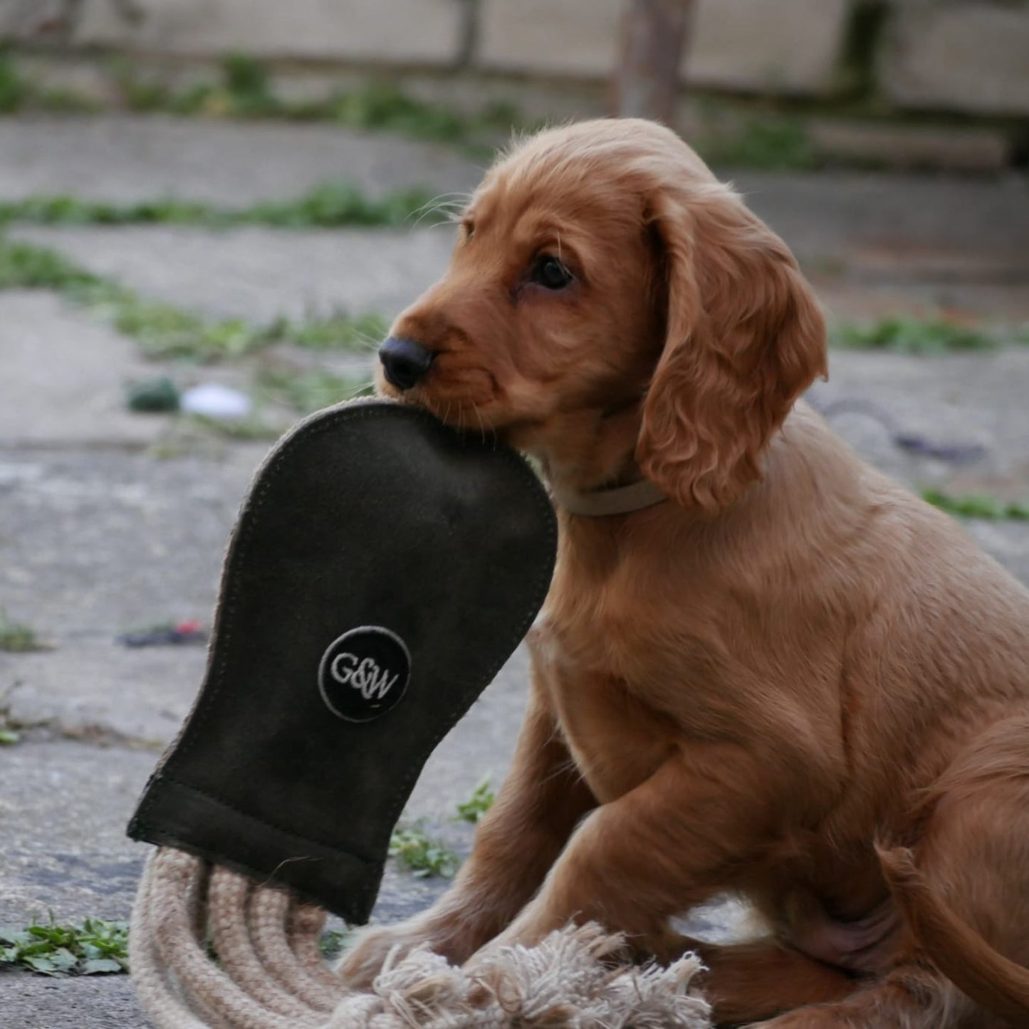 Puppy playing with Olive the Octopus